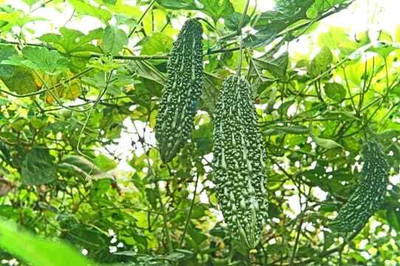 XOLDAA F1 BEST QUALITY BITTER GOURD SEEDS Seed(12 per packet)