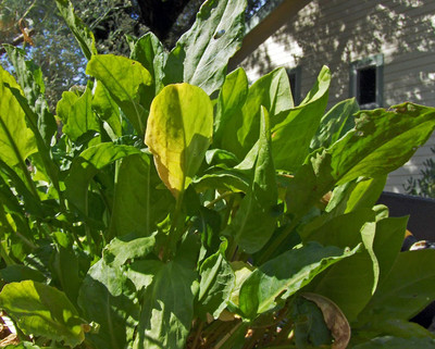 CYBEXIS Easy to grow rich in vitamins lemony taste RUMEX ACETOSA Spinach1000 Seeds Seed(1000 per packet)