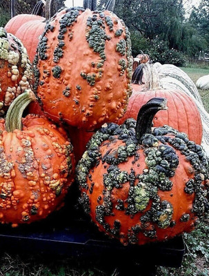 Qualtivate ICRA-5A Warty Goblin Pumpkin Seeds Seed(50 per packet)