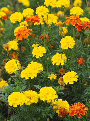 Buywin marigold/gende ka phool flower seeds Seed(75 per packet)