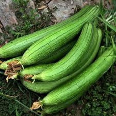 KNESSiN Nature Ridge Gourd,Gilgil Turai Hybrid-{400 Seeds} Seed(400 per packet)