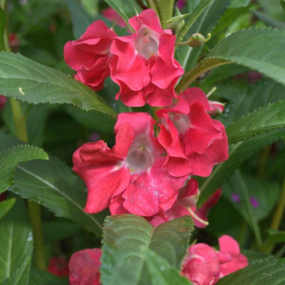 Aywal Balsam Multicolor Flower Seed(70 per packet)