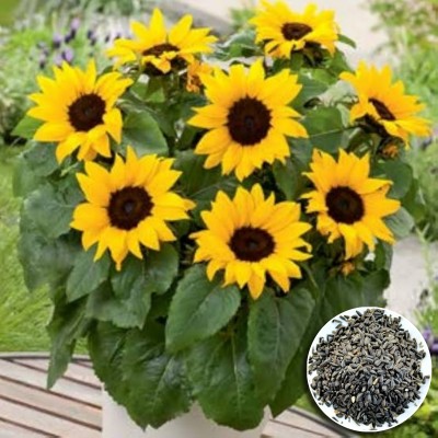 Greenfall Vibrant Mini Sunflower Seeds for Healthy Home Gardens (30 Per Pack) Seed(30 per packet)