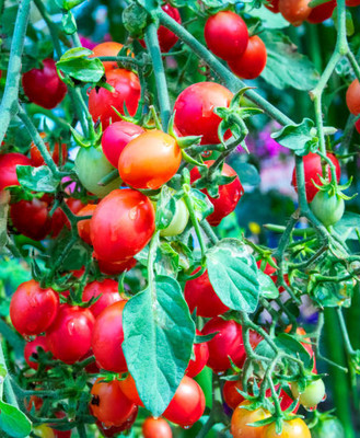 SHASHWAT CREATION tomato Seed(155 per packet)