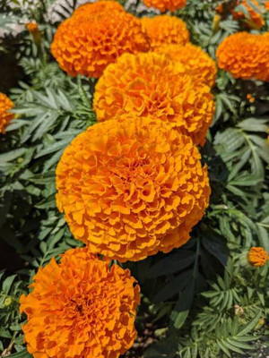 Kesariwala marigold/gende ka phool flower seeds Seed(75 per packet)