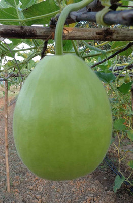 BDSresolve Hybrid round bottle gourd seeds/Bottle gourd seeds 15 Seed(15 per packet)