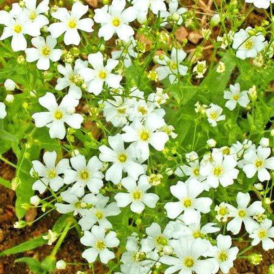 CYBEXIS Gypsophila Flower Seeds Pack Seed(50 per packet)