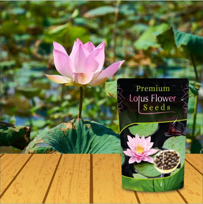 Halloseed Kamal seed, Lotus, Lotus flower, Lotus flower seed, Kamalgatta Seed(20 per packet)