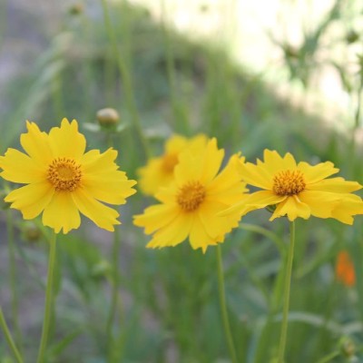 JRYU Coreopsis Flower Seed(100 per packet)
