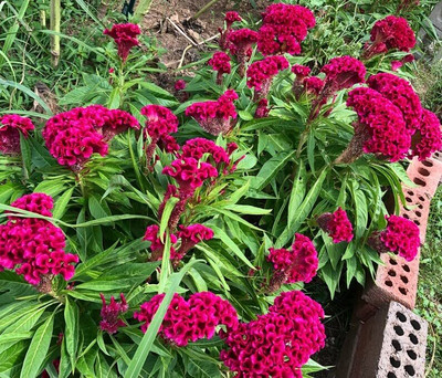 Lorvox Cockscomb Seed(110 per packet)