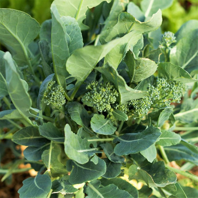 Qualtivate XXX-2A Broccoli Raab Spring Rapini Broccolini Seed(300 per packet)