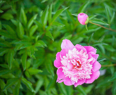 XOLDAA BALSAM FLOWER SEEDS Seed(30 per packet)