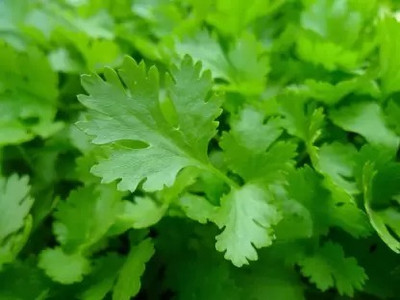 Aro Parsley Seed(20 per packet)
