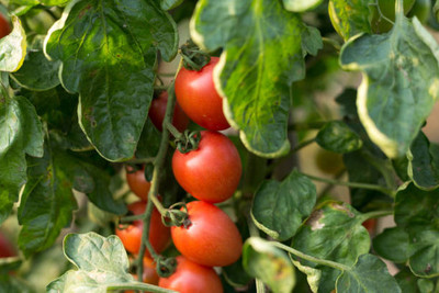 AgroAcres tomato Seed(30 per packet)