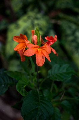 AllThatGrows kanakambaram-firecracker-crossandra Seed(17 per packet)