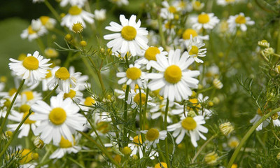 CYBEXIS VXI-36 - Chamomile German- - (250 Seeds) Seed(250 per packet)