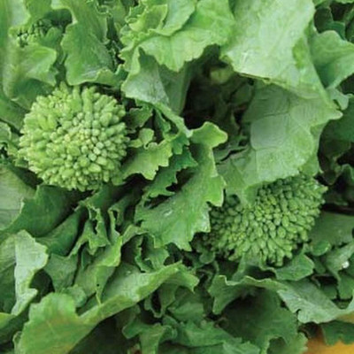 Qualtivate RES-4A Broccoli Raab Spring- Italian Specialty Seed(300 per packet)