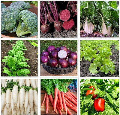 ibains Vegetable plants seeds Seed(440 per packet)