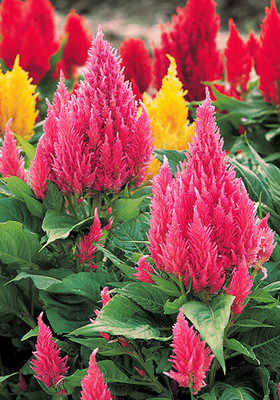 ZIXA Celosia Castle Flower Seed(40 per packet)