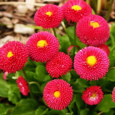 Qualtivate HUA-176 English Daisy Red Seeds Seed(50 per packet)