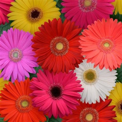 Aywal Gerbera Mixed Seed(60 per packet)