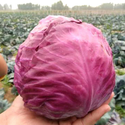 KNESSiN CabbageRed Purple Seed(1250 per packet)