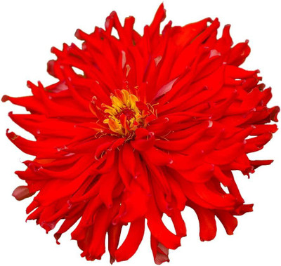CYBEXIS VVI-38 - Big Red Zinnia - (270 Seeds) Seed(270 per packet)