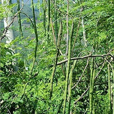 CYBEXIS GUA-66 - Non-GMO PKM1 Moringa Oleifera - (450 Seeds) Seed(450 per packet)