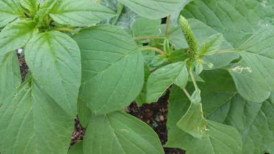 Aywal Green Spinach Seed, Amaranthus Leaf Lal Saag Seed(420 per packet)