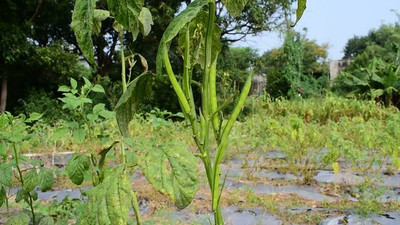 XOLDAA CLUSTER BEANS SEEDS Seed(25 per packet)