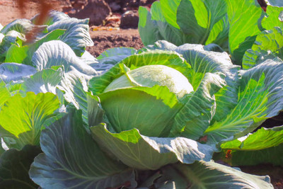 AFARTIOBINA 102 Pc Cabage Seeds Seed(102 per packet)