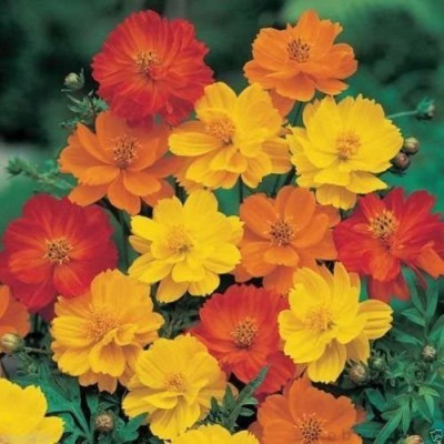 CYBEXIS TLX-41 - Cosmos sulphureus - Bright Lights Mix - Yellow/Orange/Red (270 Seeds) Seed(270 per packet)