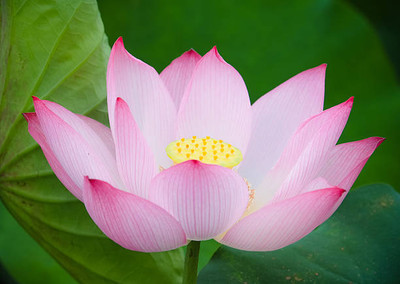 jayanth lotus,kamal gatta Seed(15 per packet)