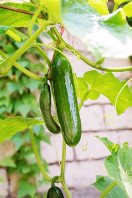 AFARTIOBINA 150 Pc Cucumber Seeds Seed(150 per packet)