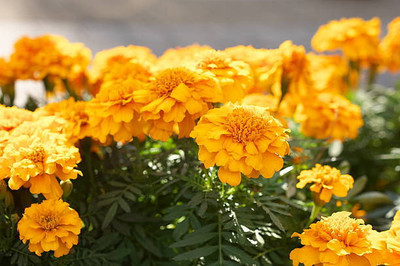 Bijaya Online Store marigold/gende ka phool flower seeds Seed(25 per packet)