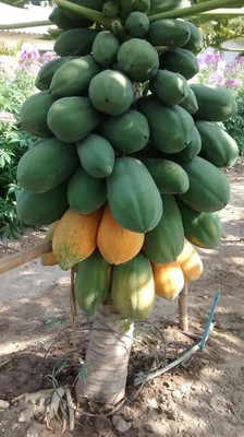 DEYS AGRO ® papaya seeds|papaya seeds hybrid variety Seed(100 per packet)