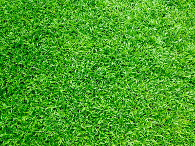 Arshiayat Bermuda Grass Seed(4500 per packet)