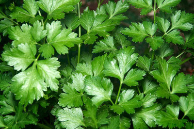 VibeX HUA-82 - Giant Italian Parsley - (750 Seeds) Seed(750 per packet)