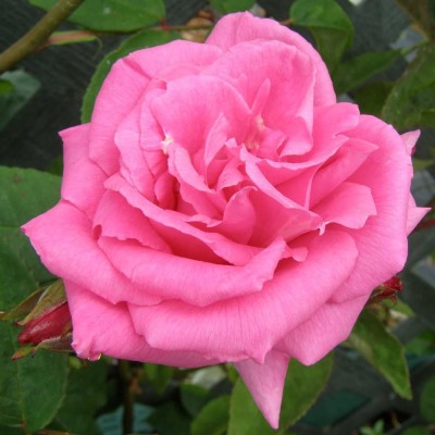 CYBEXIS XLR-91 - Pink Rose Bush Ready to Plant - (100 Seeds) Seed(100 per packet)