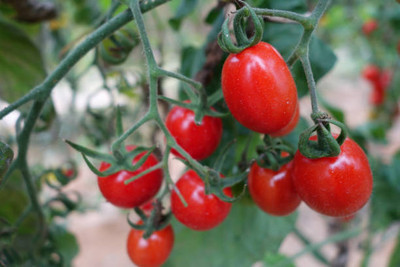 VEERAVI tomato Seed(30 per packet)