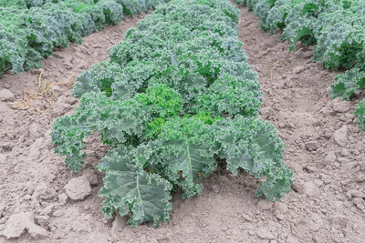 WILLVINE PUSA -IV Dwarf Blue Curled Scotch Kale [10g] Seed(3000 per packet)