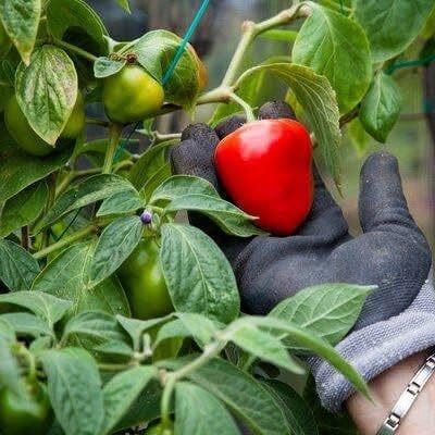 Qualtivate PUAS-4A Red Manzano Chilli Seed(300 per packet)