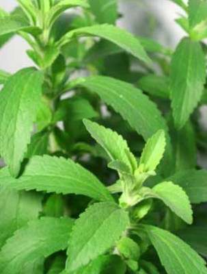 ENINE Stevia Seeds Stevia Sweet Leaves Candy Leaf Seeds Herb Seeds 20 Beej ER19 Seed(20 per packet)