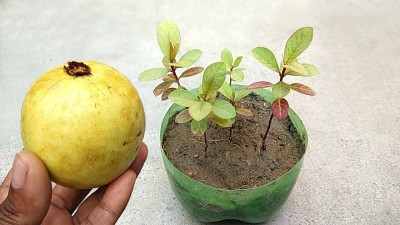 Hybrid Galaxy Fresh Guava Fruit Hybrid Quality Seed(100 per packet)