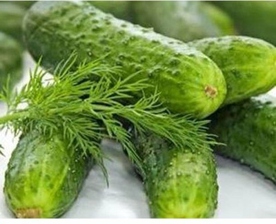 Quentova Sugar Crunch Snacking Cucumber Seeds-KWI-8M Seed(300 per packet)