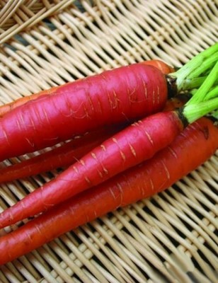 Quentova Atomic Red Carrot-6K-VIC Seed(250 per packet)