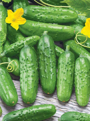 Avysa Garden Sweet Burpless Cucumber Seeds-CuC_546 Seed(100 per packet)