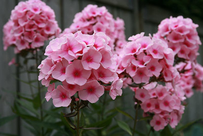ACCELCROP Phlox Mix Color Flower Seed(20 per packet)