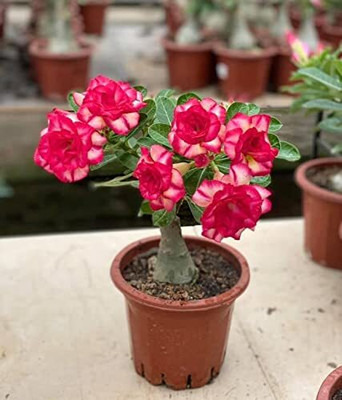 CRGO ADENIUM Seed(20 per packet)