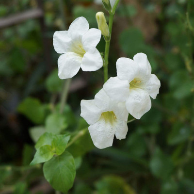 CYBEXIS NBIR-93 - White Petunia - (540 Seeds) Seed(540 per packet)